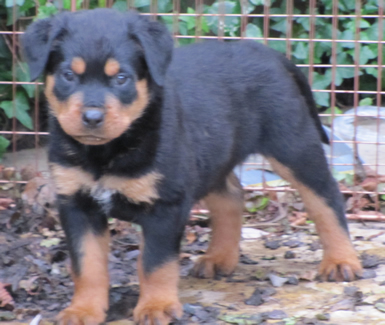 Thor pup